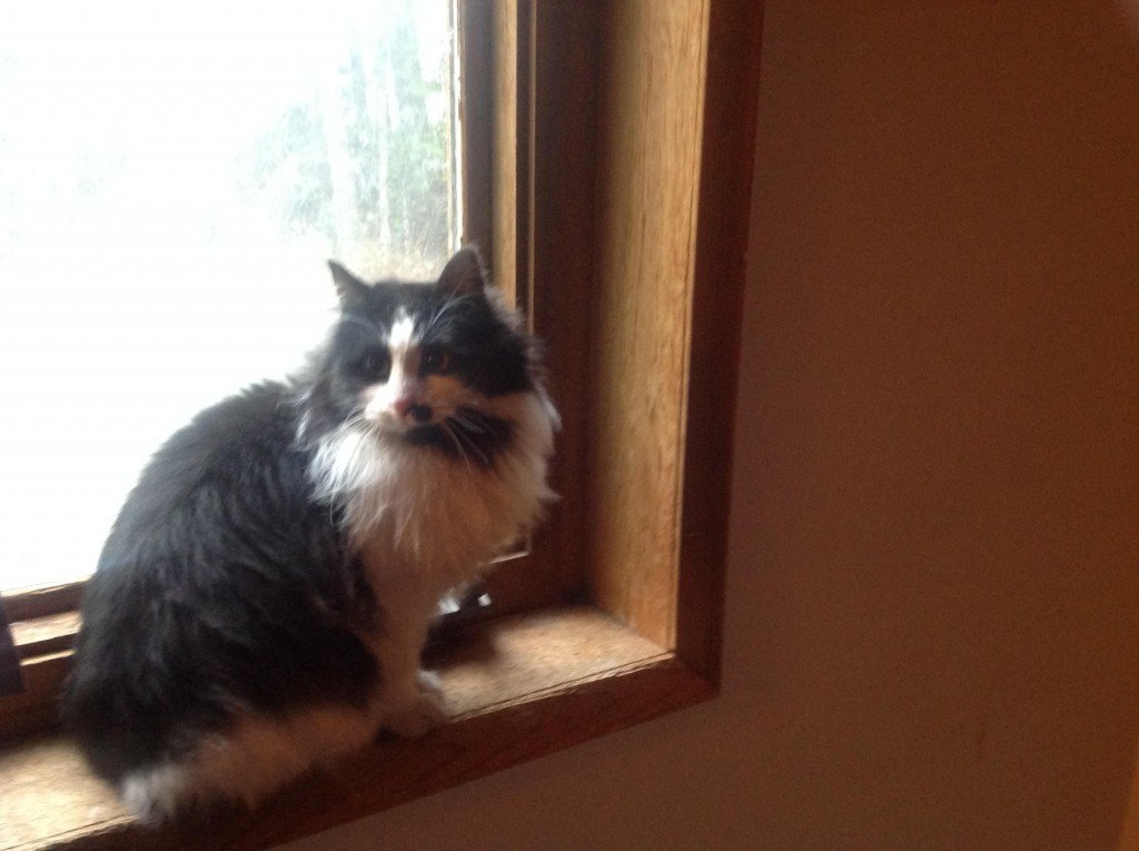 Found Cat