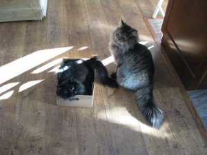 cats