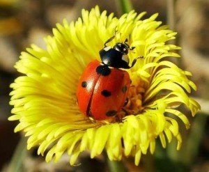 Ladybug Plant Sale