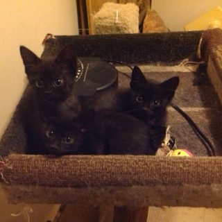 newest-kittens